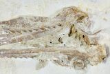 Pleurosaurus Skull - Solnhofen Limestone, Germany #89500-3